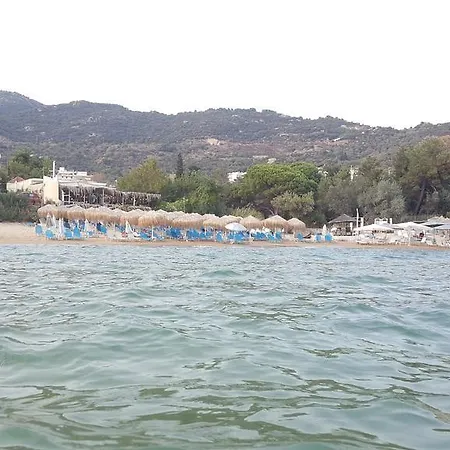 Dolphins